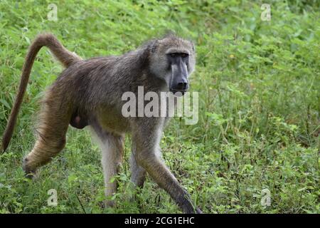 Ein Chacma Baboon (Papio Ursinus) spaziert durch grünes Gras mit einem bedrohlichen Blick auf sein Gesicht im Chobe National Park, Botswana Stockfoto