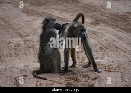 Zwei Chacma Paviane (Papio Ursinus) saßen auf einer Feldstraße im Chobe National Park, Botswana. Ein Pavian ist die Pflege der anderen und pflücken durch die Haare. Stockfoto