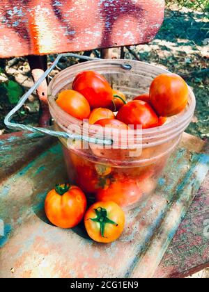 Frisch gepflücktes Bauerngemüse in einem Eimer Stockfoto