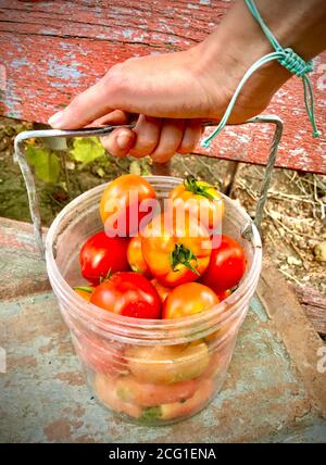 Frisch gepflücktes Bauerngemüse in einem Eimer Stockfoto