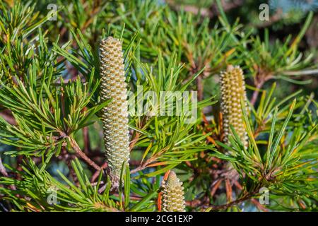 Banksia Geburtstagskerzen im Freien und Sonnenlicht im Sommer Stockfoto