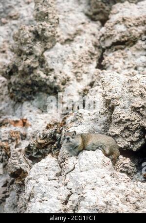 Belding's Ground Squirrel (Urocitellus beldingi) in Tuffsteinformation am Ufer des Mono Lake California USA. Foto aufgenommen im Juni. Stockfoto