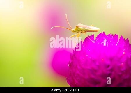 Ein kleines grünes Insekt auf violetten Blüten, das an einem erfrischenden Morgen blüht. Die Stinkwanze bestäubt Blumen im Wald. Der Begriff der Natur und Stockfoto