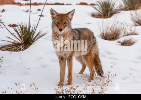 Die Coyote, Canis latrans, ist in den USA und Kanada, Mexiko und Teilen Mittelamerikas weit verbreitet. Sie sind krepuskulär, das heißt, sie sind es Stockfoto