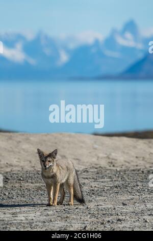 Der südamerikanische Graufuchs, Lycalopex griseus, wird auch als chilla, der graue zorro oder der Patagonia Fox bezeichnet. Sie sind in der Regel in P gefunden Stockfoto