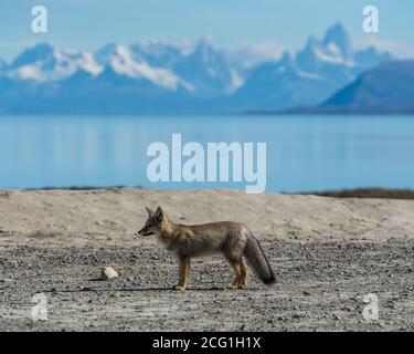 Der südamerikanische Graufuchs, Lycalopex griseus, wird auch als chilla, der graue zorro oder der Patagonia Fox bezeichnet. Sie sind in der Regel in P gefunden Stockfoto