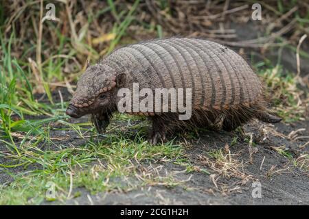 Der große Hairy Armadillo, Chaetophractus villosus, ist die größte und zahlreichste der Armadillo-Arten Südamerikas. Torres del Paine Nation Stockfoto