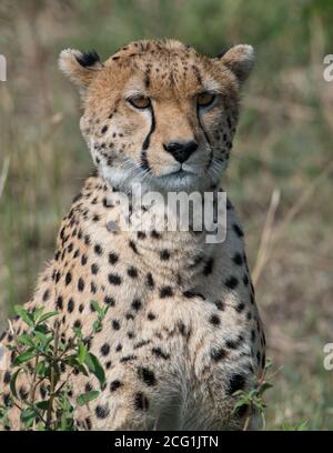 Wilder Gepard im Maasai Mara Reservat während der großen Migration in Afrika. Stockfoto