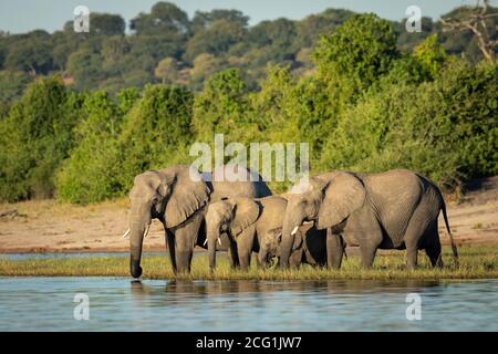 Elefantenfamilie, die am Rand des Wassers steht, das innen trinkt Gelbes Sonnenlicht in Botswana Stockfoto