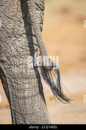 Elefantenschwanz und Nahaufnahme auf dem Hinterbein und Haut in Savuti in Botswana Stockfoto