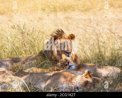 Löwenschar sucht Kühle im Schatten Stockfoto