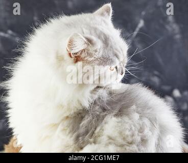 Weiße britische Katze mit gelben Augen im Profil auf grauem Hintergrund. Stockfoto