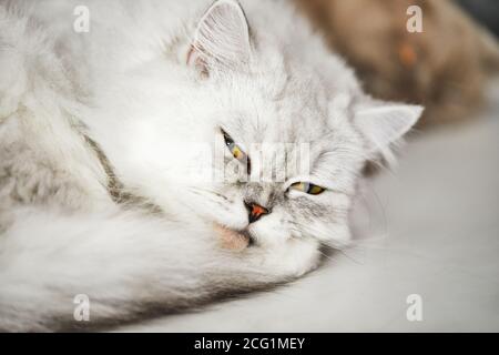 Zwei Katzen mit weißer und grauer Färbung der Rasse Britisch liegen auf weißem Hintergrund. Stockfoto