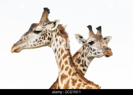 Schließen Sie zwei männliche Giraffenköpfe in Masai Mara in Kenia Stockfoto