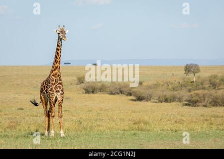 Ausgewachsene Giraffe in Masai Mara in Kenia Stockfoto