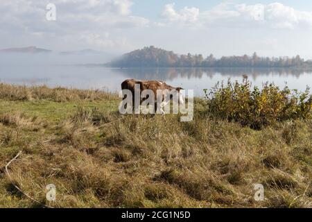 Eine Kuh läuft am Ufer des Big Lake entlang, vor dem Hintergrund einer Wasserinsel im Nebel, an einem Herbstmorgen. Stockfoto