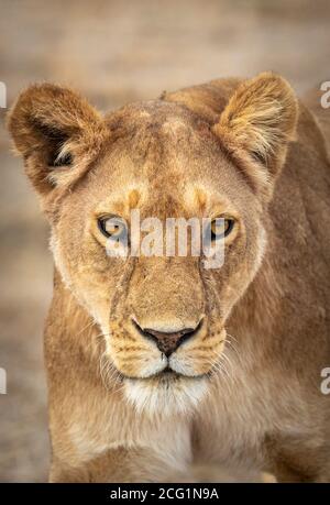 Vertikales Porträt einer Löwin in Ndutu in Tansania Stockfoto