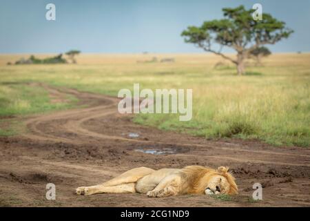 Horizontale Landschaft mit männlichem Löwen, der auf der Straße liegt Im Vordergrund in der Serengeti in Tansania Stockfoto