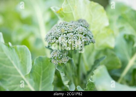 Brokkoli-Blütenstand in grünen Blättern auf einem Gartenpflaster. Stockfoto