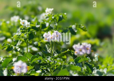 Kartoffeln blühen während der Vegetationsperiode an einem sonnigen Sommertag mit violetten Blüten. Stockfoto