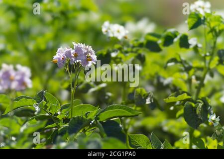 Kartoffeln blühen während der Vegetationsperiode auf dem Kartoffelfeld mit violetten Blüten. Stockfoto