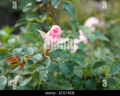 Rote Rose Knospe auf einem langen Stamm mit Blättern auf dem unscharfen natürlichen Hintergrund. Geringe Schärfentiefe. Stockfoto