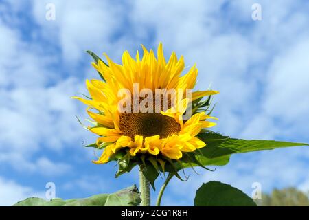 Gemeinsame Sonnenblumenblüten im Garten gegen den blauen Himmel an einem sonnigen Tag. Stockfoto