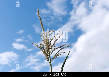 Der Blütenstand von Mais ist auf dem Hintergrund eines schönen Himmels an einem sonnigen Tag. Stockfoto