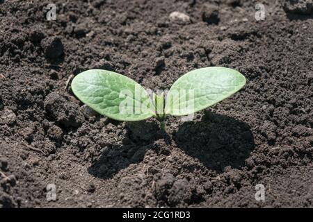 Cotyledons eines weißen Pflanzenmarks schlüpfen aus dem Boden in einem Garten in einem Gemüsegarten. Stockfoto