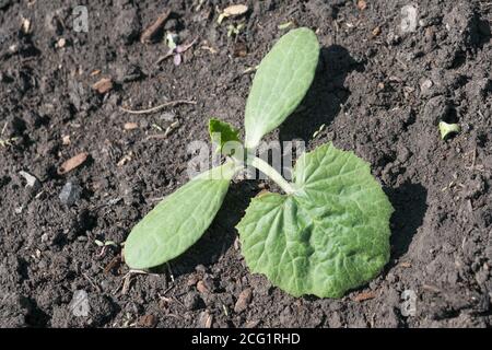 Ein junger Sprossen aus weißem Pflanzenmark wächst auf einem Bett im Gemüsegarten. Stockfoto