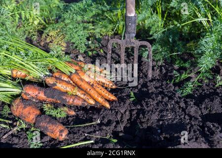 Frische Karotte liegt neben den Gabeln auf dem Gartenbett. Stockfoto