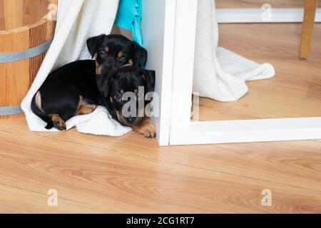 Niedlich zwei Monate alt Jack Russel Terrier Puppen schlafen. Kleine entzückende Doggys, die auf einer Decke ruhen. Nahaufnahme Stockfoto