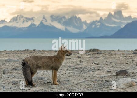 Der südamerikanische Graufuchs, Lycalopex griseus, wird auch als chilla, der graue zorro oder der Patagonia Fox bezeichnet. Sie sind in der Regel in P gefunden Stockfoto