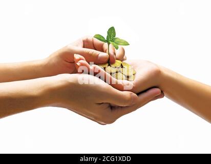 Zwei Hände, die Stapel goldener Münzen mit kleiner Pflanze halten Wachstum Stockfoto