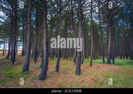 Kiefernwald nach einem Brand in Litauen Stockfoto