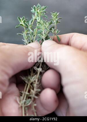Frischer Thymian (Thymus vulgaris) in den Händen der Frau. Stockfoto
