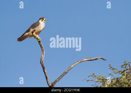 Lanner Falcon (Falco biarmicus) thront auf einem Baumzweig in der Kalahari, Südafrika mit blauem Himmel Hintergrund Stockfoto