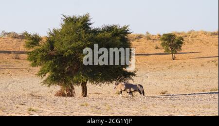 Gemsbok (Oryx gazella) Gemeinsam unter einem Baum in der Kalahari-Wüste stehen Südafrika Stockfoto