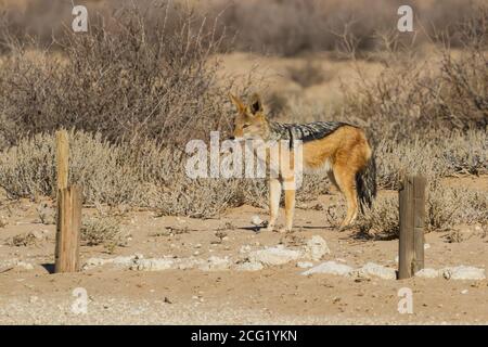 Schwarzrückenschakal (Canis mesomelas) beobachten intensiv in der Kalahari-Wüste, Südafrika Stockfoto