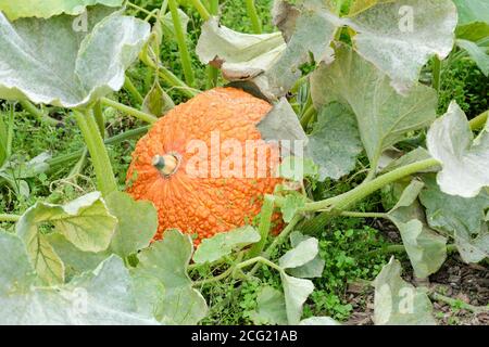 Holprige, dicke, rot-orange Haut von Kürbis 'Red Warty Thing'. Cucurbita maxima 'Red Warty Thing'. „Red Warty Thing“-Squash wächst Stockfoto