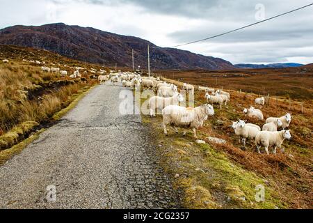 Herde Schafe auf einer Straße in einem bewölkten Tag In den wunderschönen schottischen Highlands Stockfoto