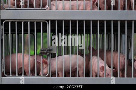 Schweine im LKW-Transport von Betrieb zu Schlachthof. Konzept der Afrikanischen Schweinepest (ASF) und Schweinegrippe. Träger der Schweinegrippe (H1N1-Virus). Fleischindustrie. Stockfoto