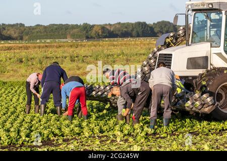 Landarbeiter in Tarleton, Lancashire. September 2020. Wetter in Großbritannien. Strahlend sonniger Start in den Tag für die Salatpflücker von Migranten aus der EU, die in der späten Saison Salatpflanzen ernten. Die saisonalen landwirtschaftlichen Mitarbeiter sind von den Beschränkungen von Covid 19 ausgenommen, da die Vorschriften im gesamten Vereinigten Königreich verschärft werden. Stockfoto