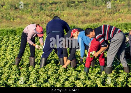 Landarbeiter in Tarleton, Lancashire. September 2020. Wetter in Großbritannien. Strahlend sonniger Start in den Tag für die Salatpflücker von Migranten aus der EU, die in der späten Saison Salatpflanzen ernten. Die saisonalen landwirtschaftlichen Mitarbeiter sind von den Beschränkungen von Covid 19 ausgenommen, da die Vorschriften im gesamten Vereinigten Königreich verschärft werden. Stockfoto