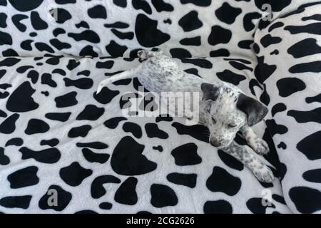 Hund suchen. Junge gemischte dalmatinische Verlegung auf dalmatinische Muster Couch. Spotty Welpen Blending Camouflage Muster Sofa Hintergrund Stockfoto