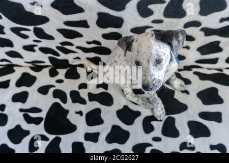 Junge gemischte Dalmatiner sitzen auf dalmatinischen Muster Couch. Spotty Welpen Blending Camouflage Muster Sofa Hintergrund. Selektiver Fokus auf Hundekopf Stockfoto