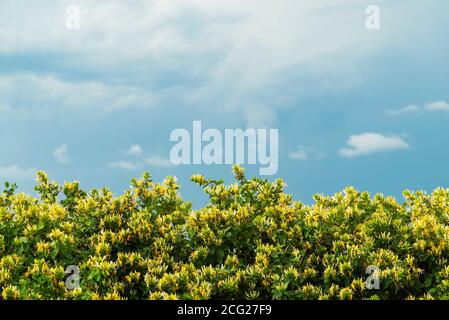 Geißblatt Bush Japanischer Honig Liana auf dem Hintergrund von Regenwolken. Stockfoto