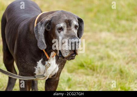 Great Dane mit hängenden Ohren an der Leine im Freien in Sommer Stockfoto