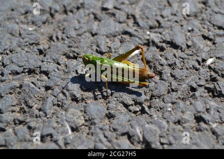 Grüner Grasshopper hält auf Asphalt zwischen den Sprüngen an. Stockfoto