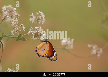 Plain Tiger (Danaus chrysippus) AKA African Monarch Butterfly auf einer Blume in Israel fotografiert, im Juli Stockfoto